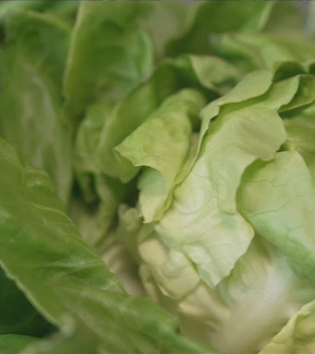 Das Bild zeigt einen Salatkopf in Nahaufnahme.
