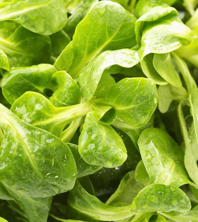 Eine Nahaufnahme von frischem Blattsalat.