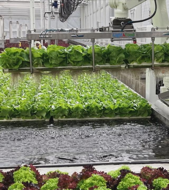 Salatanbau im Wasser