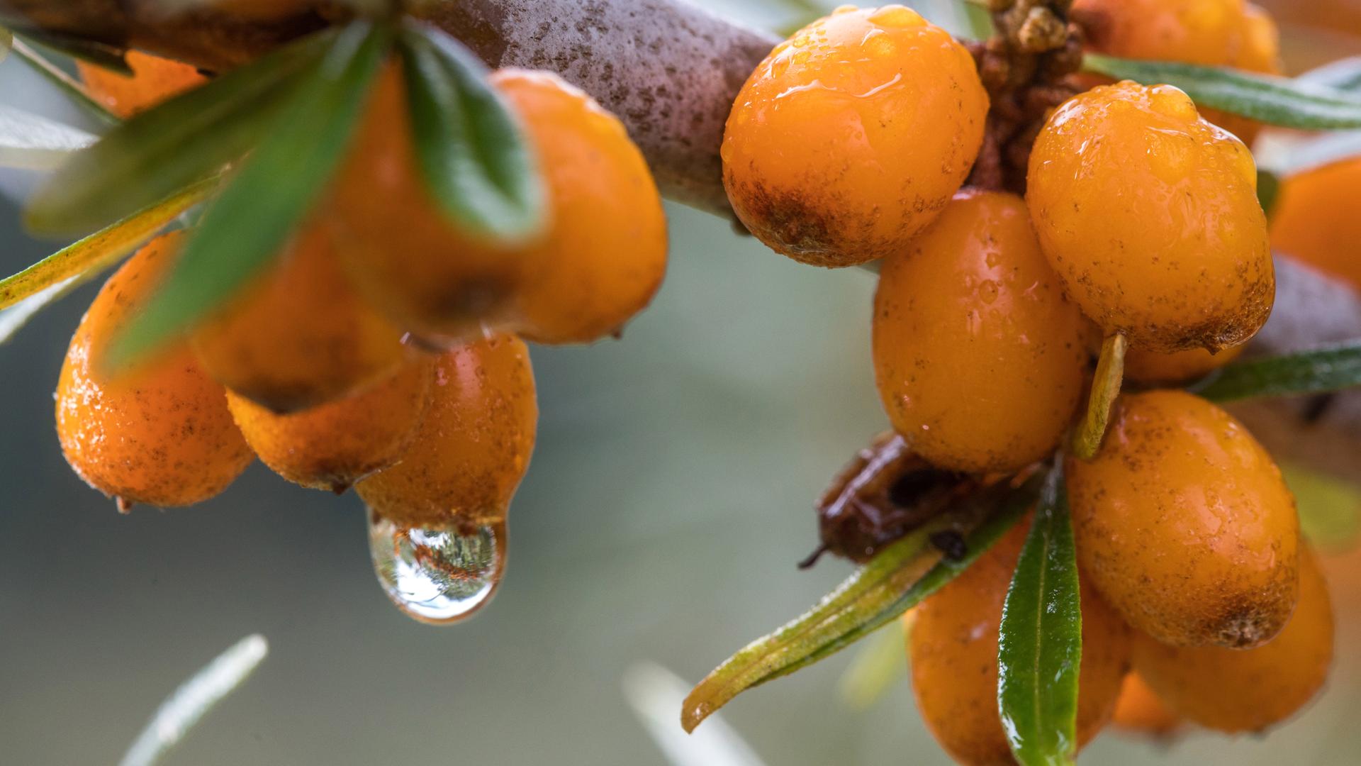 Archiv: Sanddornbeeren