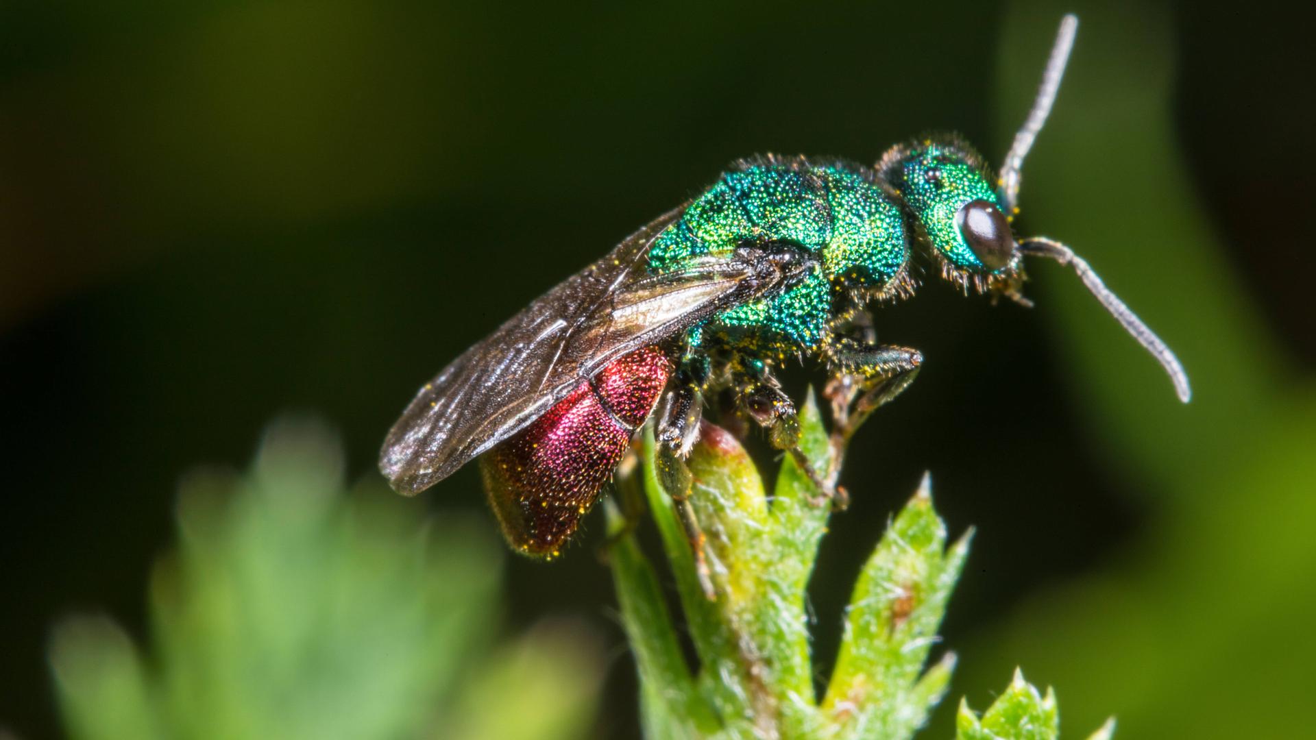 Sand-Goldwespe, Sandgoldwespe Hedychrum nobile, Maennchen sitzt auf einem Blatt, Seitenansicht.