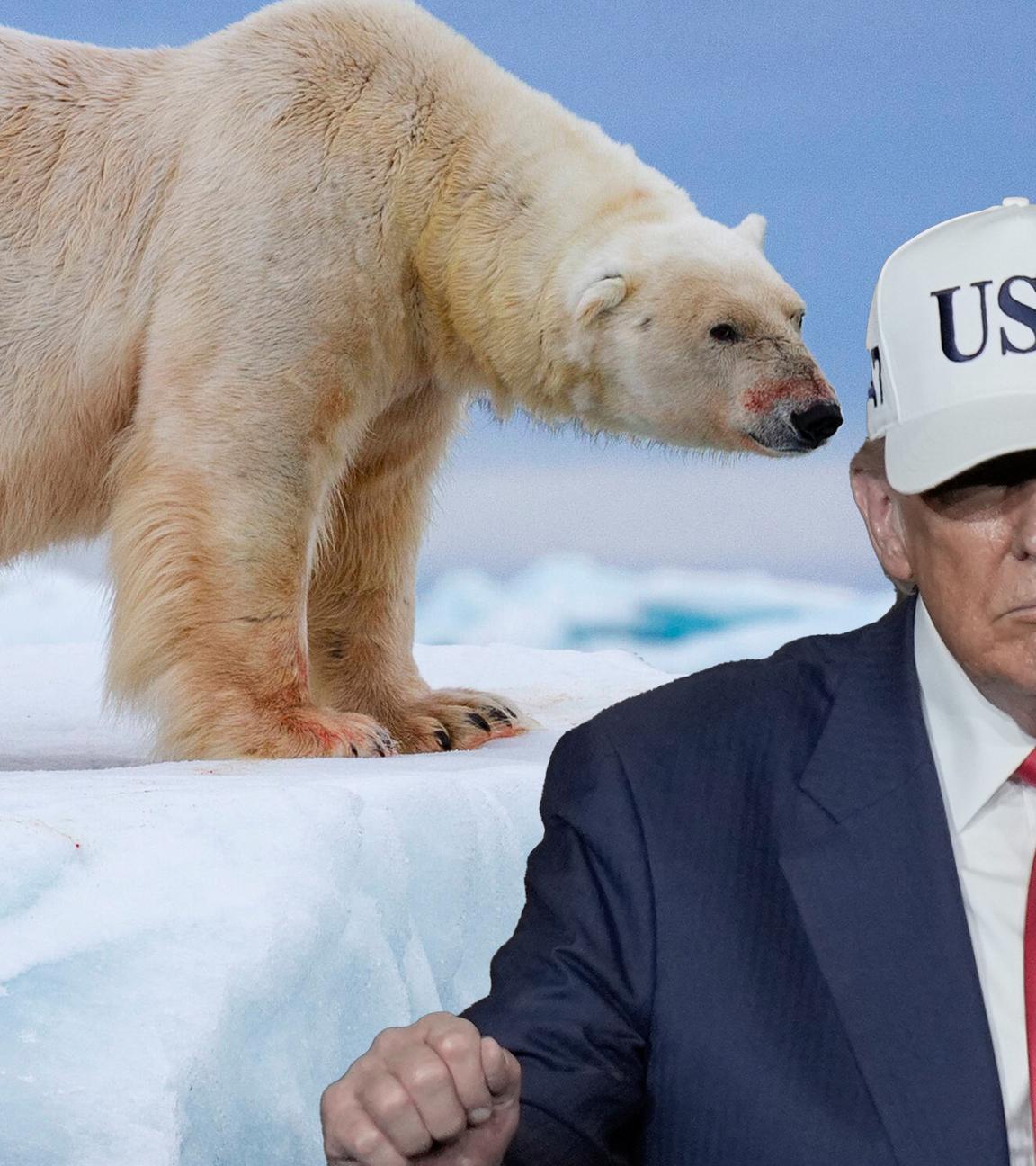 Montage: Eisbär neben Donald Trump mit Basecap und Aufschrift USA