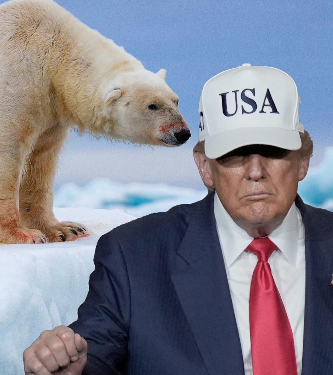Montage: Eisbär neben Donald Trump mit Basecap und Aufschrift USA