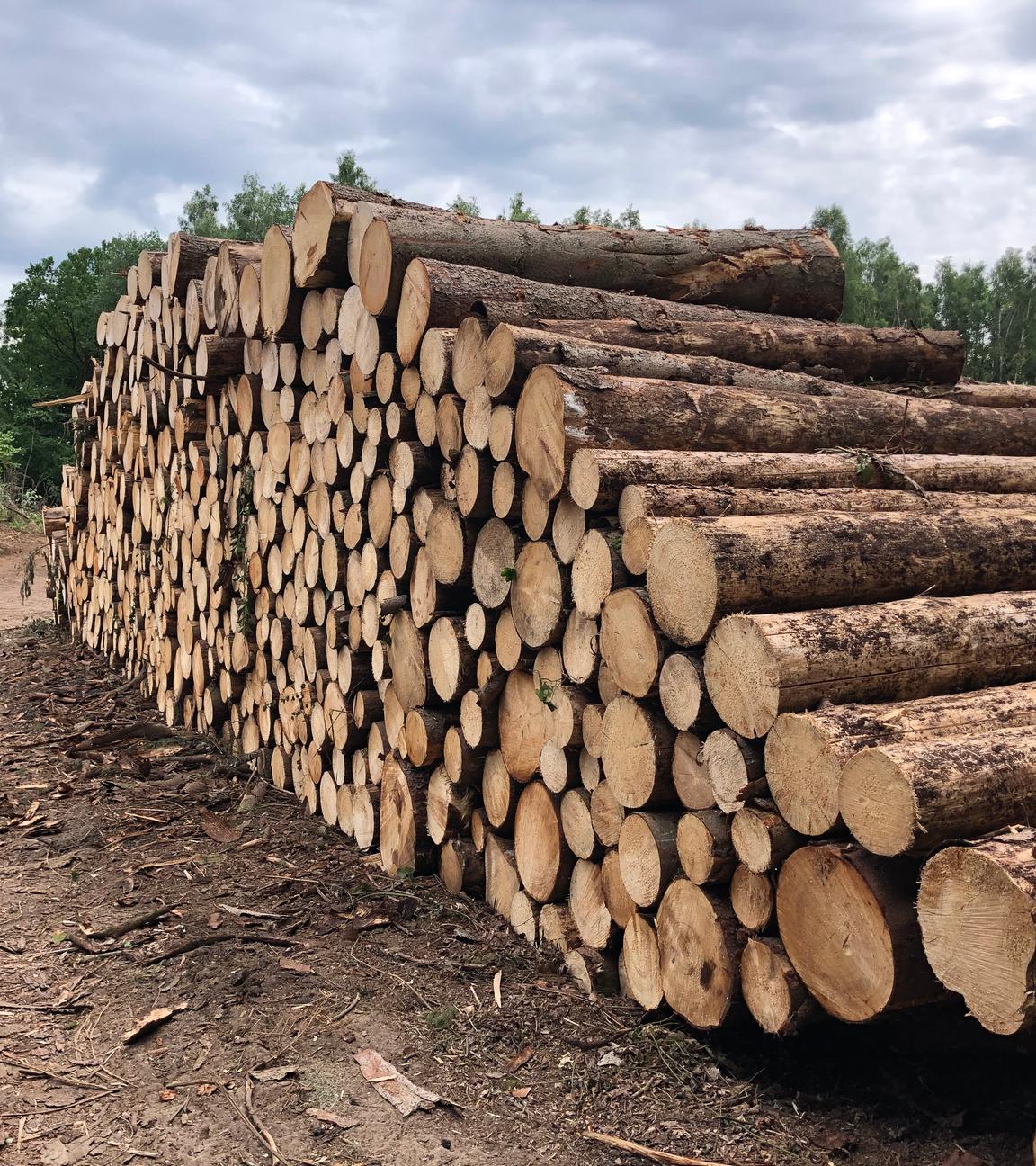 Baumstämme liegen gestapelt auf einem Waldgelände in Hamburg-Lemsahl-Mellingstedt.