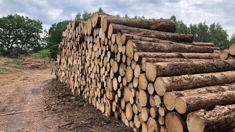 Baumstämme liegen gestapelt auf einem Waldgelände in Hamburg-Lemsahl-Mellingstedt.