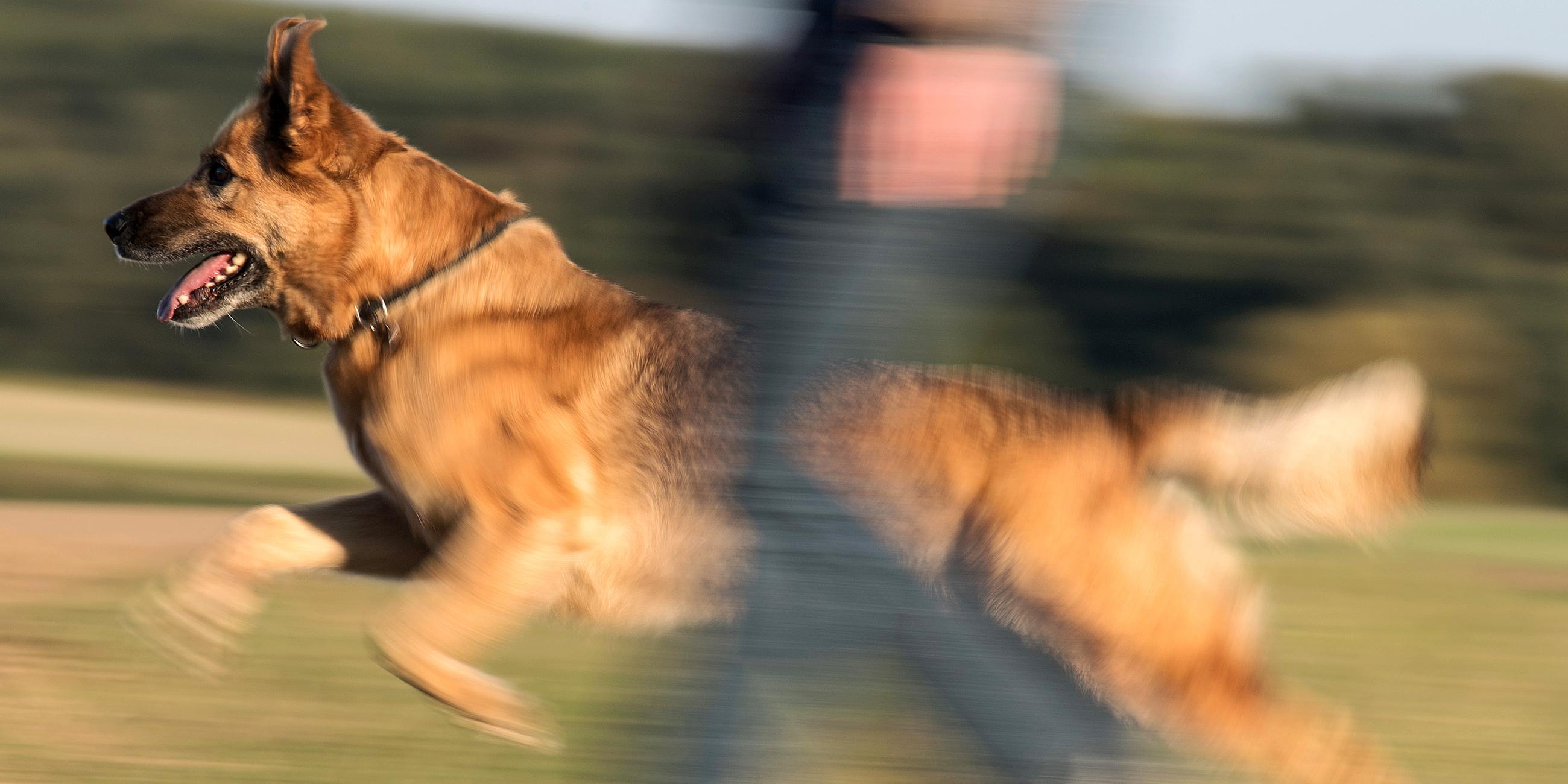 Schäferhund-Mischling