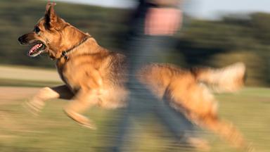 Schäferhund-Mischling