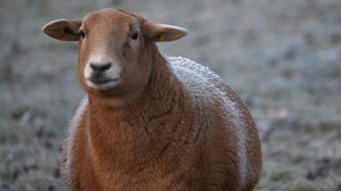 Reif ist auf dem Fell eines Schafes zu sehen.