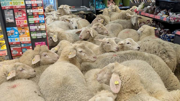 Eine Gruppe Schafe steht im Kassenbereich in einem Supermarkt in Burgsinn. 