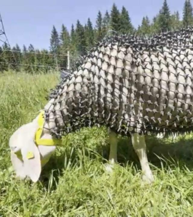 Schaf im Kettenhemd steht auf einer Weide.