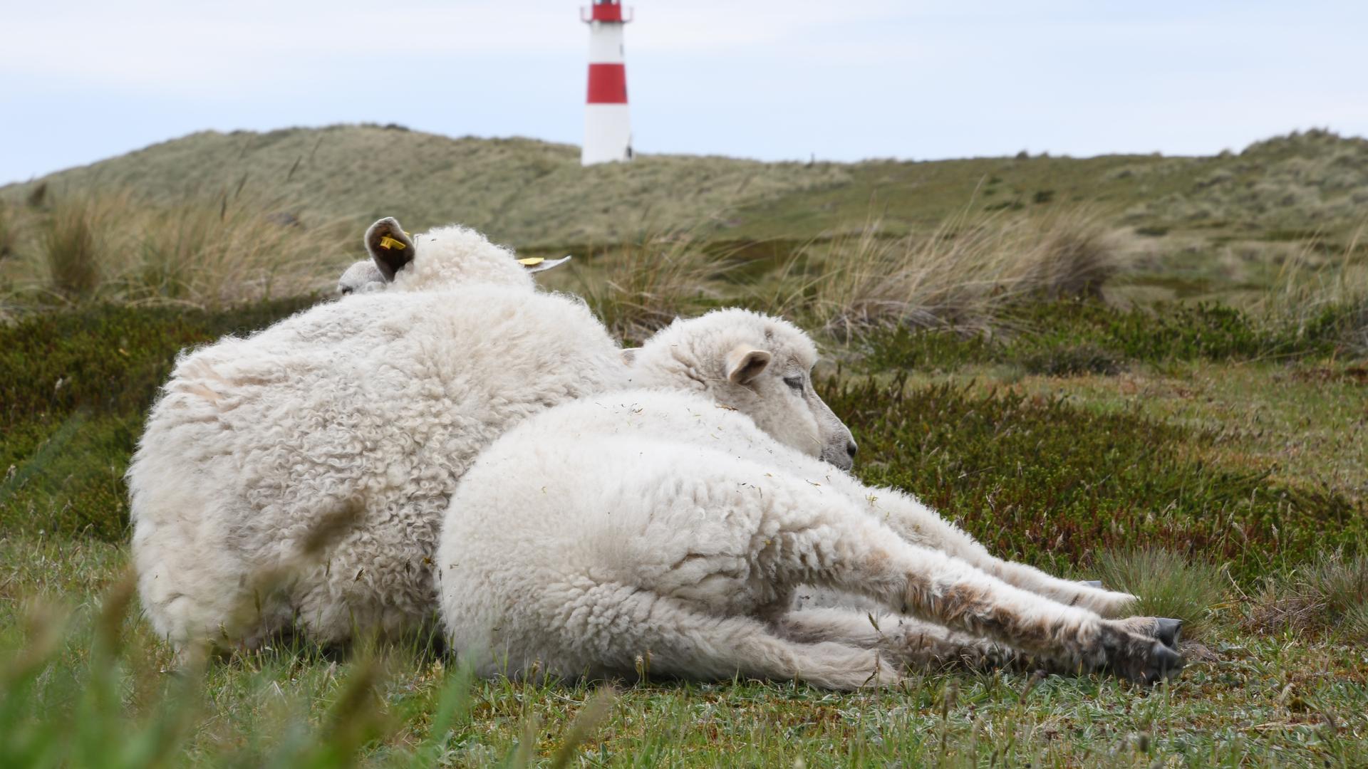 Zwei Schafe liegen im Naturschutzgebiet Lister Ellenbogen (Sylt) in den Dünen.