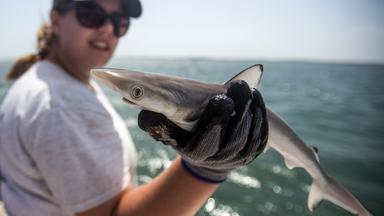 In Brasilien wird ein Scharfnasenhai auf Spuren von Kokain untersucht