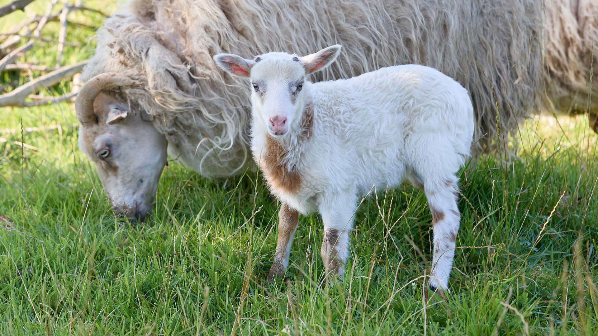 Schaf-Mama «Selma» (l), die junge «Schiege Flumo» stehen auf einer Wiese