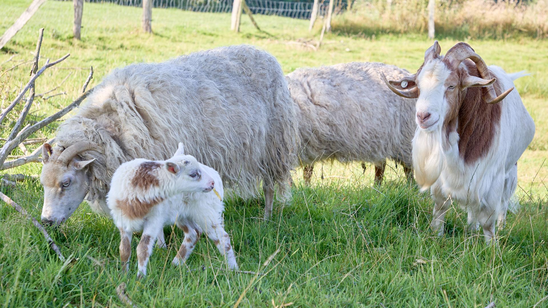 Schaf-Mama "Selma" (l), die junge Schiege "Flumo" und Ziegenbock "Rune"