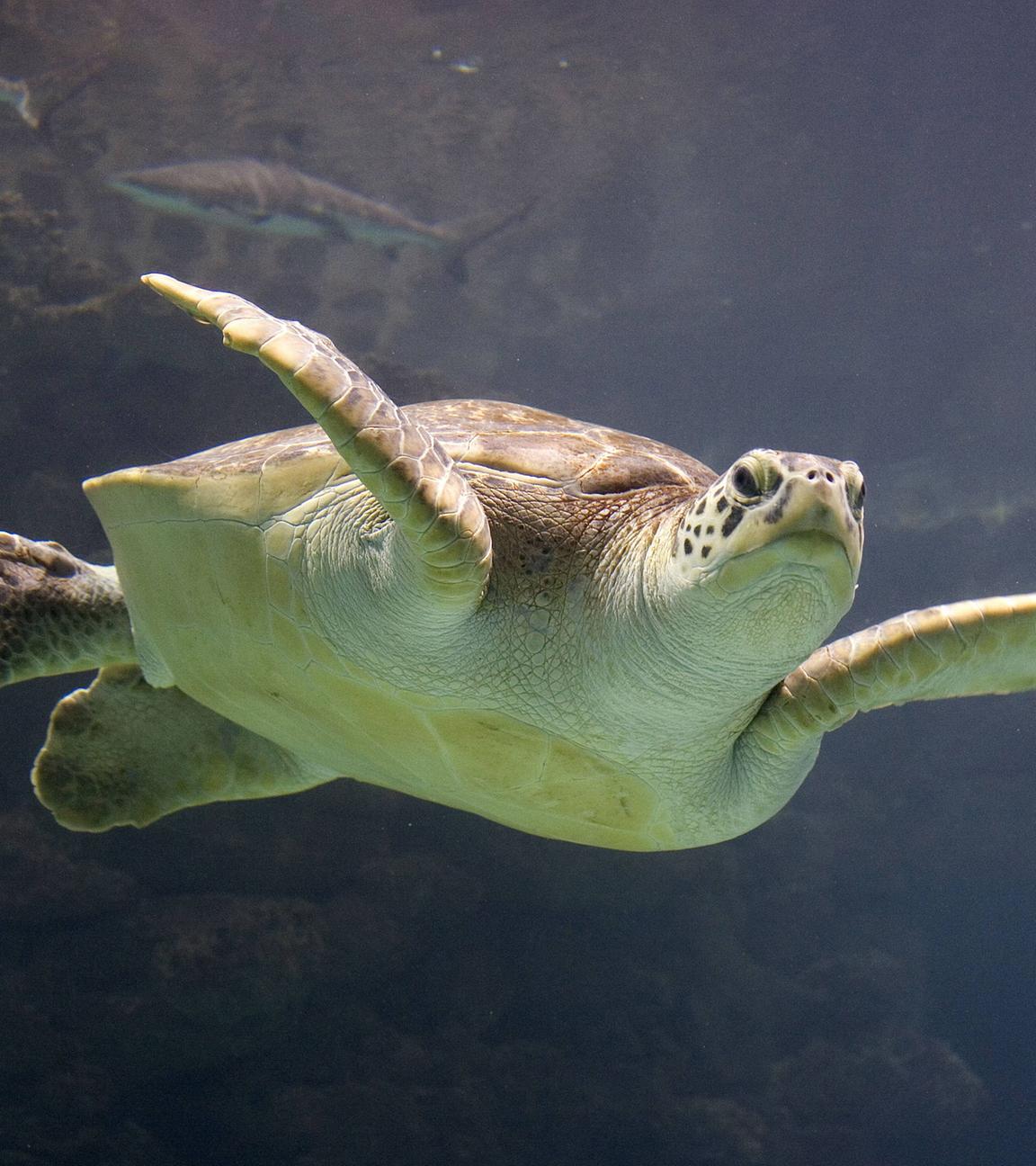Unechte Karettschildkröte