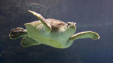 Unechte Karettschildkröte