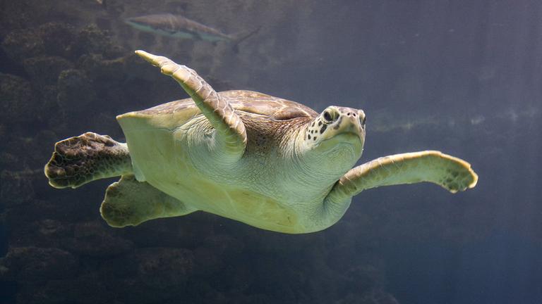 Unechte Karettschildkröte