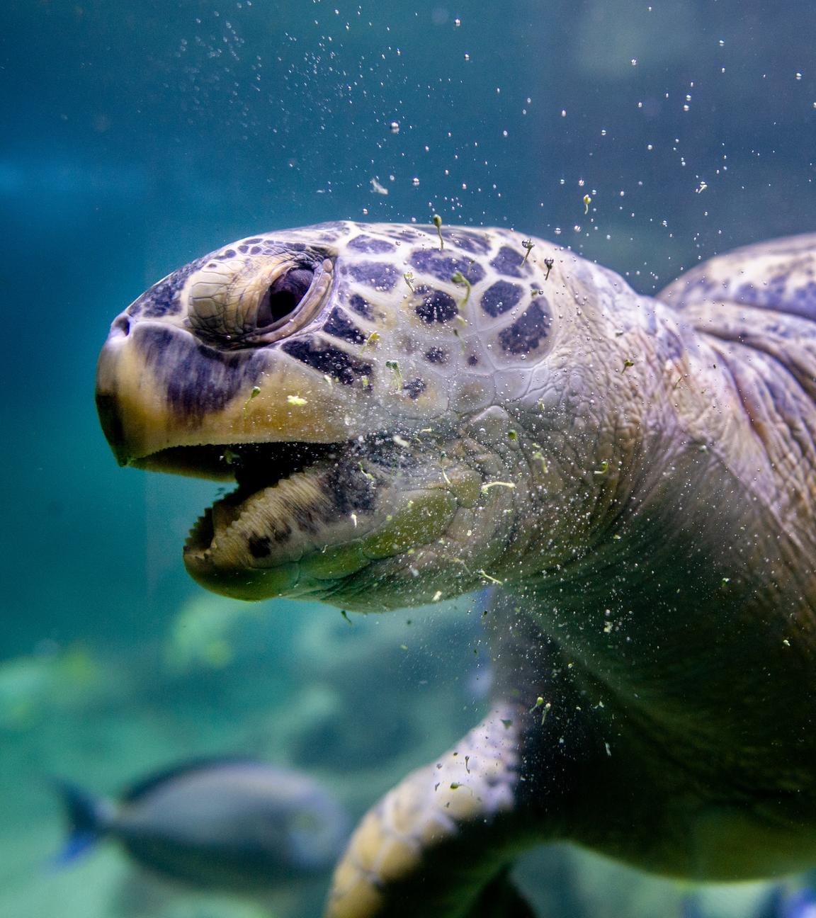  Die Grüne Meeresschildkröte Ernie schwimmt durch ein Wasserbecken im Aquarium Wilhelmshaven und frisst Brokkoli.