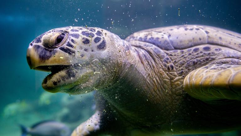  Die Grüne Meeresschildkröte Ernie schwimmt durch ein Wasserbecken im Aquarium Wilhelmshaven und frisst Brokkoli.