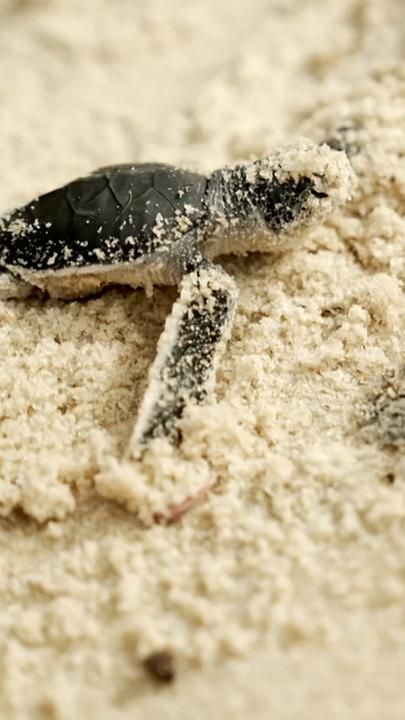 Frisch geschlüpfte Schildkrötenbabys im Sand.