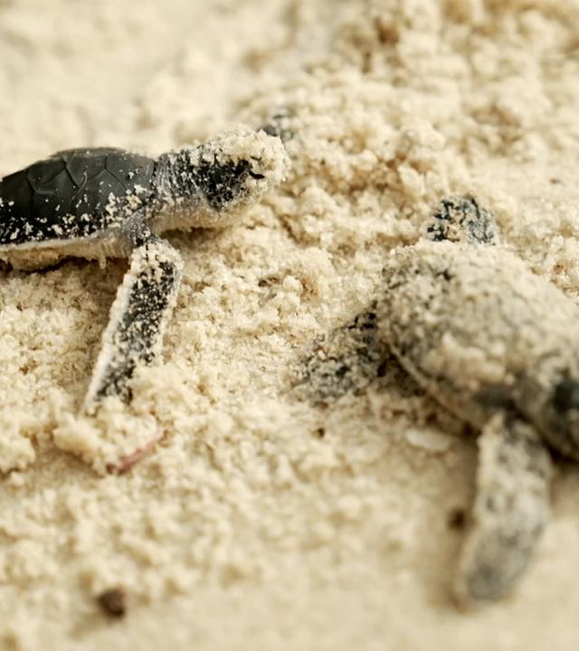 Frisch geschlüpfte Schildkrötenbabys im Sand.
