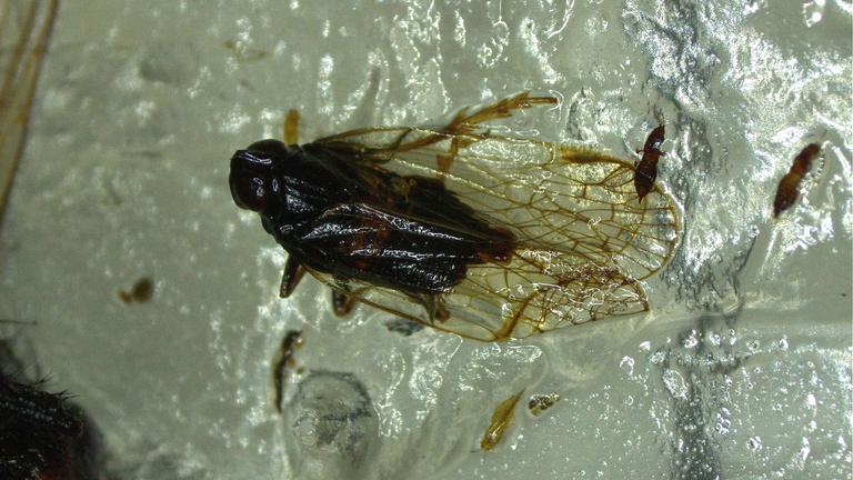 Schilf-Glasflügelzikade