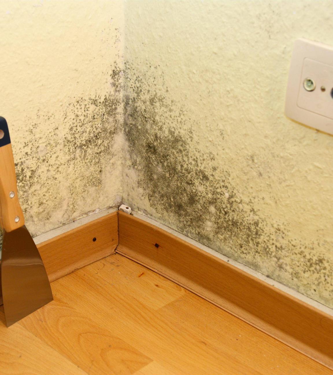 Schimmel in der Wohnung