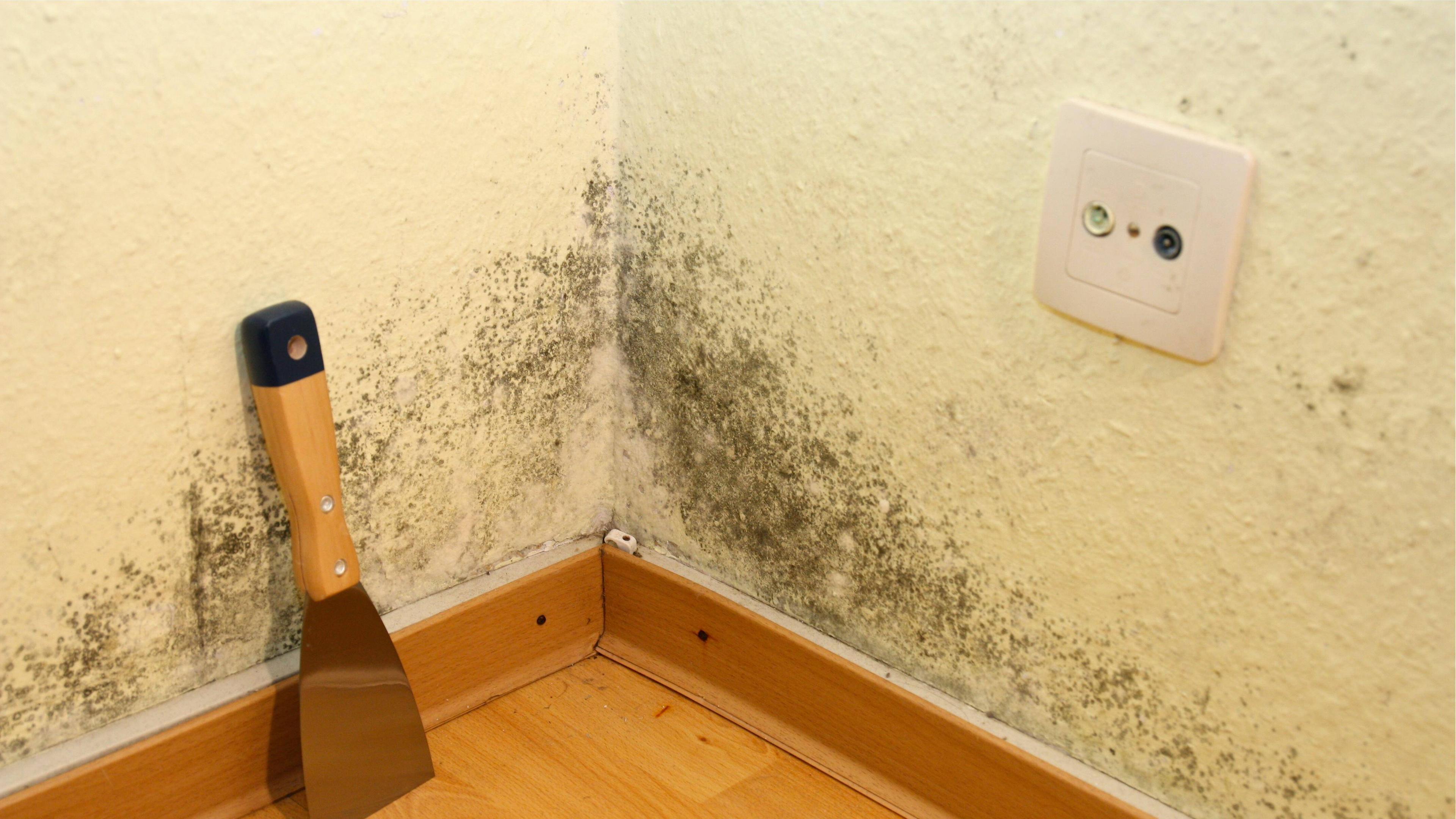 Schimmel in der Wohnung