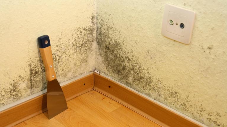 Schimmel in der Wohnung