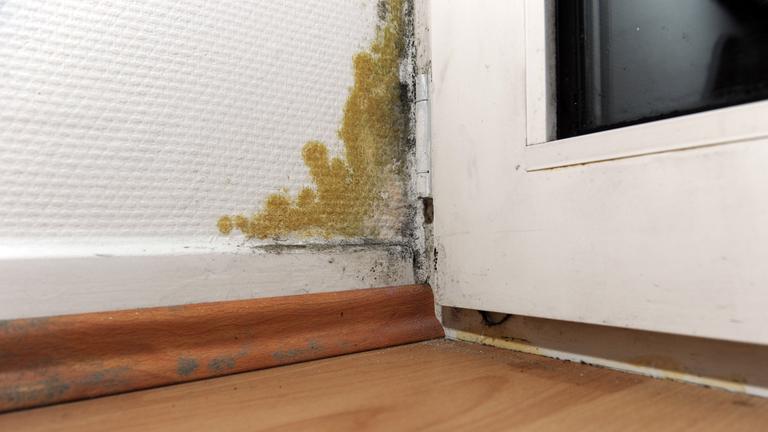 Es hat sich Schimmel an einer weißen Wand gebildet.