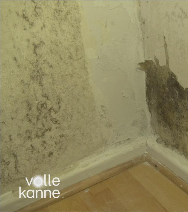 Schimmel in der Wohnung