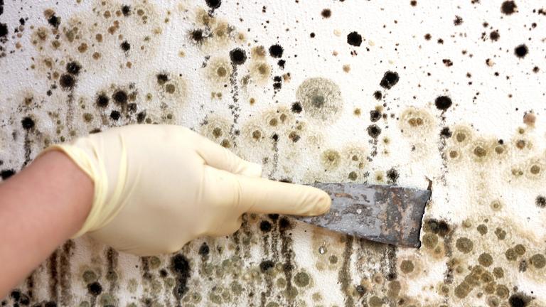 Schimmelbefall an einer Zimmerwand wird abgeschabt.