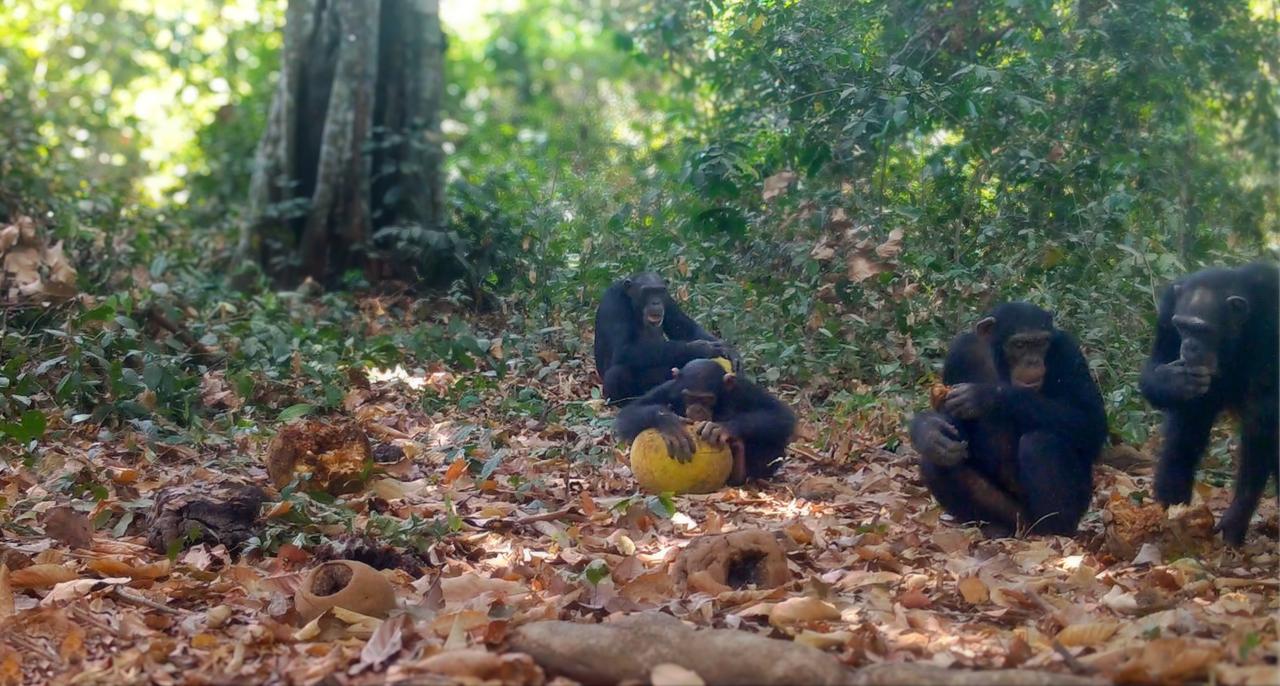 Wilde Schimpansen teilen alkoholhaltige Früchte