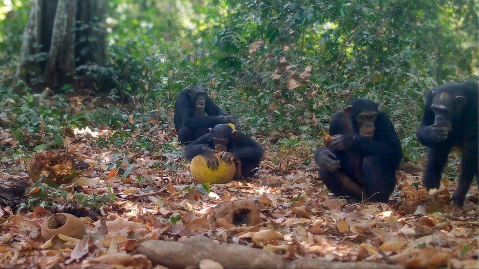 Wilde Schimpansen teilen alkoholhaltige Früchte