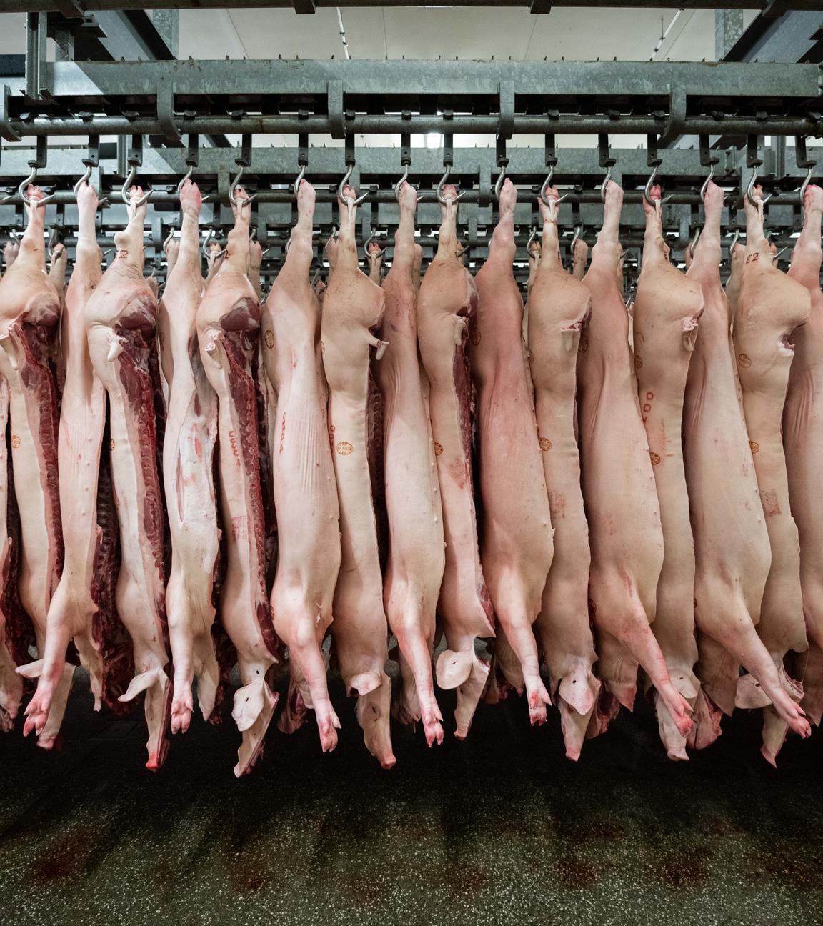 schweine zum abhaengen im schlachthof - symbolfoto