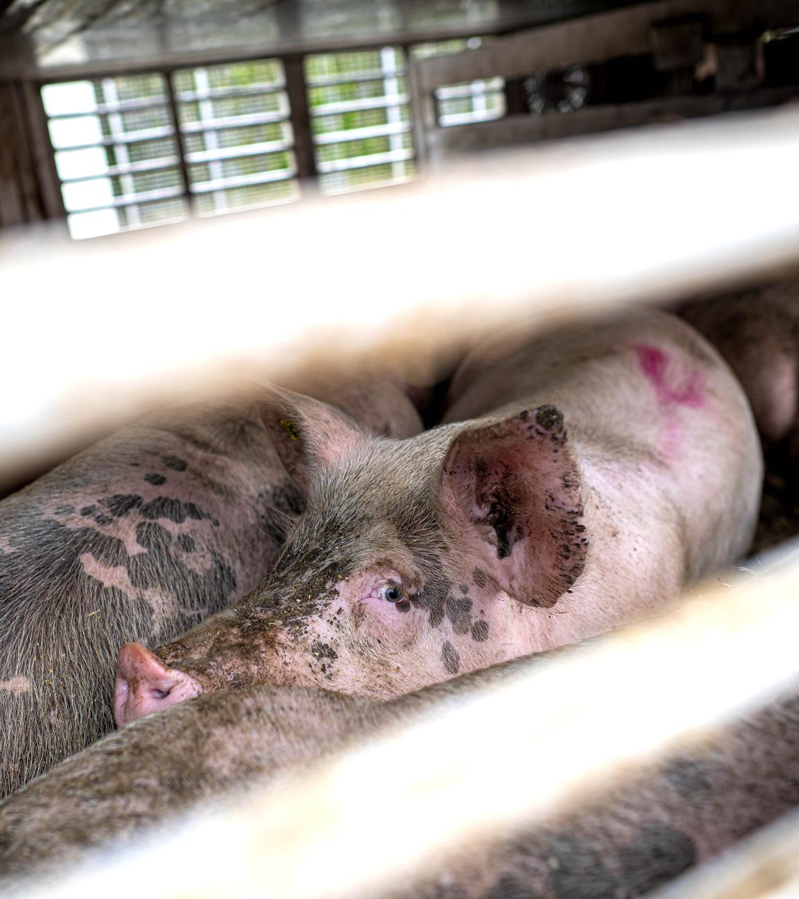 Schweine in einem Gehege in einem Schlachthof