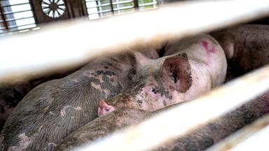 Schweine in einem Gehege in einem Schlachthof