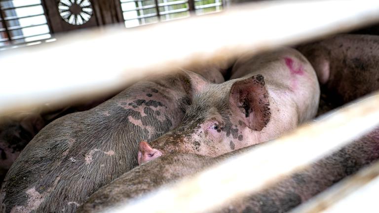 Schweine in einem Gehege in einem Schlachthof