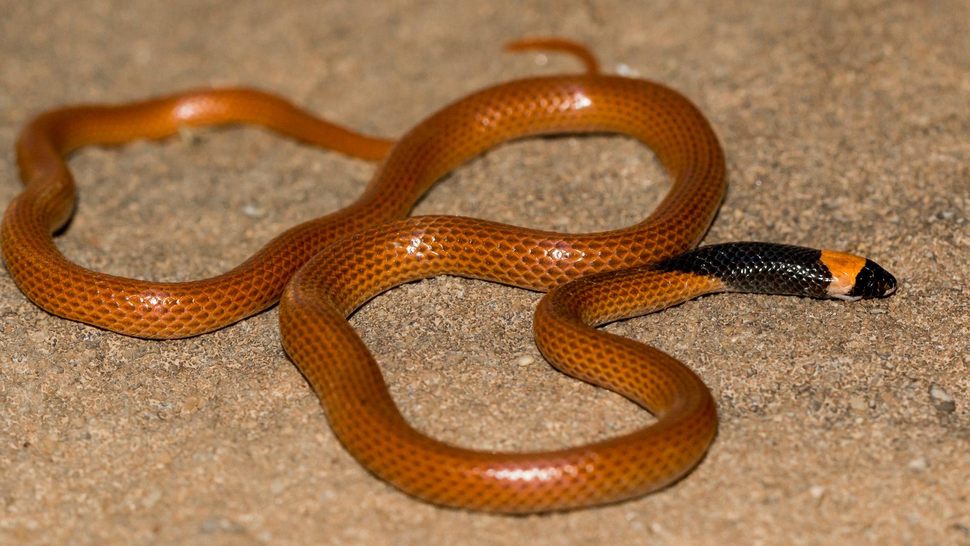 Saudi-Arabien: Ein Exemplar Rhynchocalamus hejazicus mit normaler Färbung. Rötlicher Leib mit schwarzem Kragen.