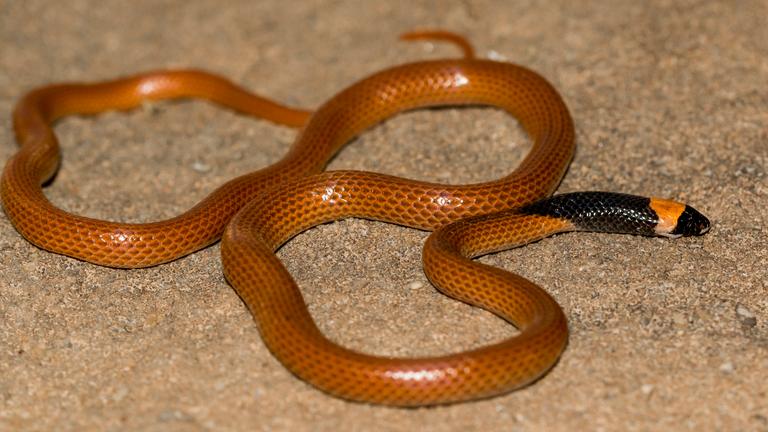 Saudi-Arabien: Ein Exemplar Rhynchocalamus hejazicus mit normaler Färbung. Rötlicher Leib mit schwarzem Kragen.