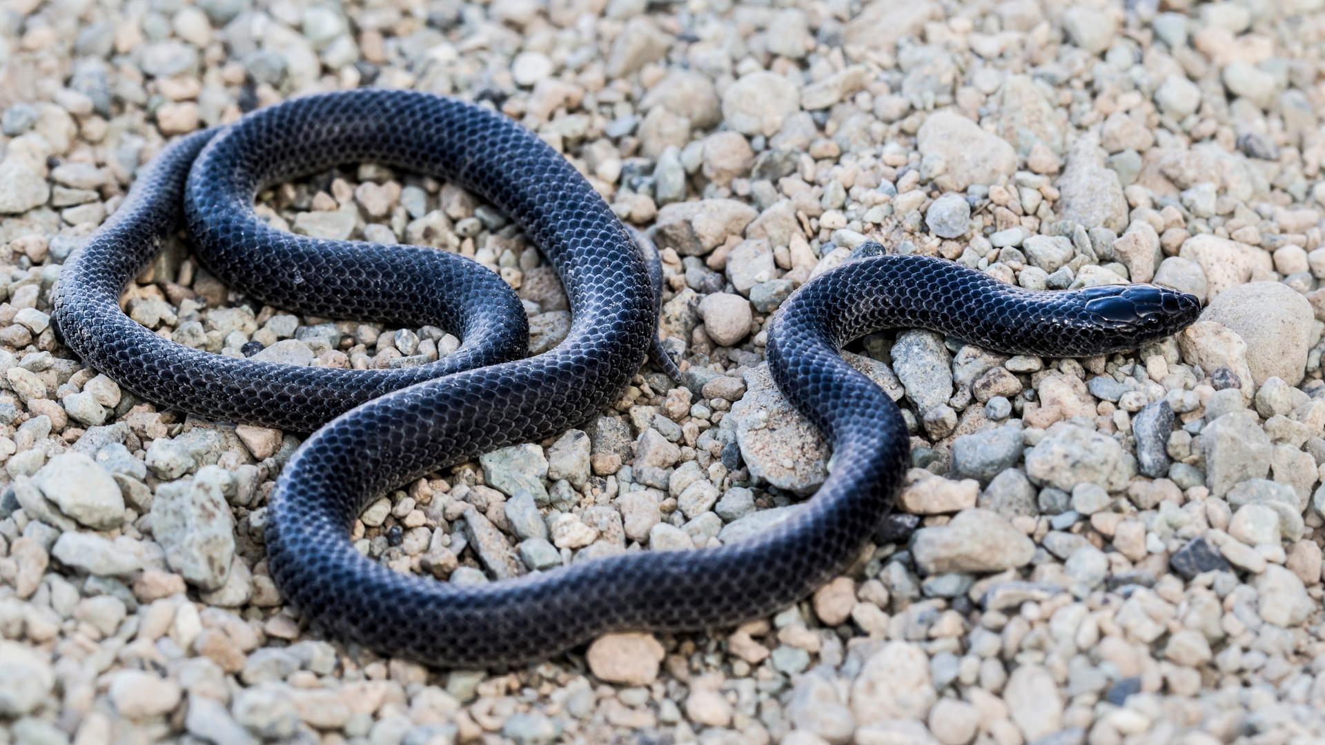 Saudi-Arabien: Ein Exemplar Rhynchocalamus hejazicus mit schwarzer Färbung.