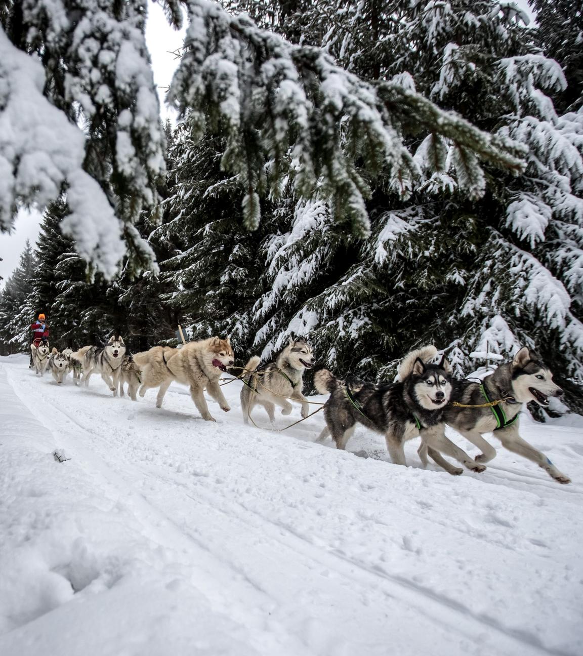 schlittenhunderennen im wald