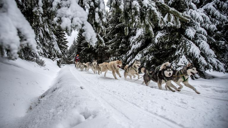 schlittenhunderennen im wald