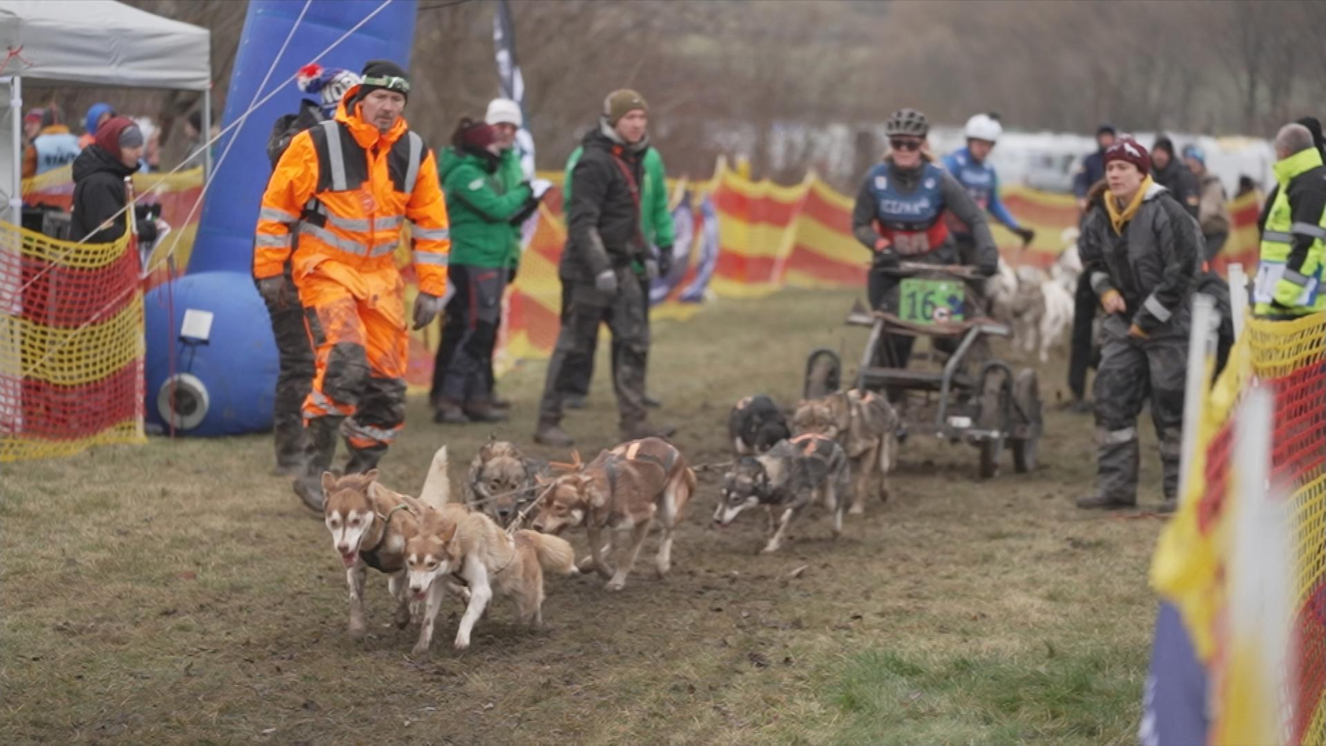 Schlittenhunderennen