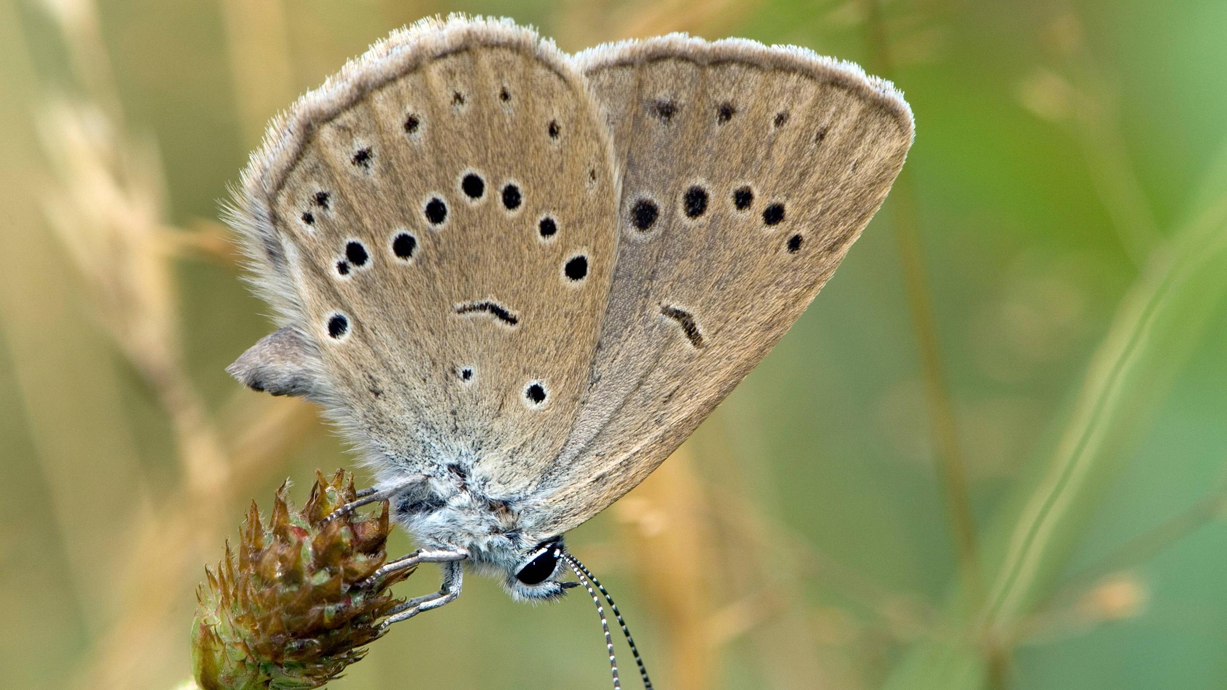 Ein Dunkler Wiesenknopf-Ameisenbläuling sitzt auf einer Blüte.
