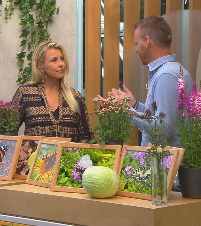 Christian Ehrlich und Nadine Krüger vor einem Pult mit Schmetterlingsbildern