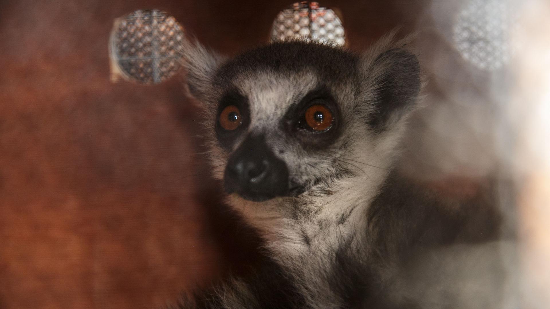 Ein Maki, eine auf Madagaskar endemische Lemurenart ist nach einer Beschlagnahmung in Antananarivo in einer Holzkiste eingesperrt
