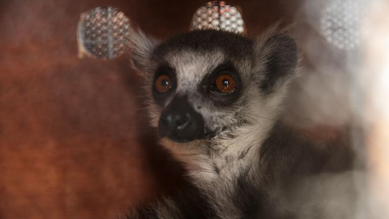 Ein Maki, eine auf Madagaskar endemische Lemurenart ist nach einer Beschlagnahmung in Antananarivo in einer Holzkiste eingesperrt