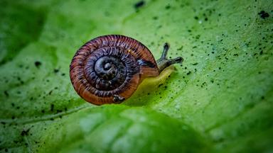 Eine Schnecke mit einem großen wohlproportionierten braunen Haus kriecht auf einem grünen Blatt.