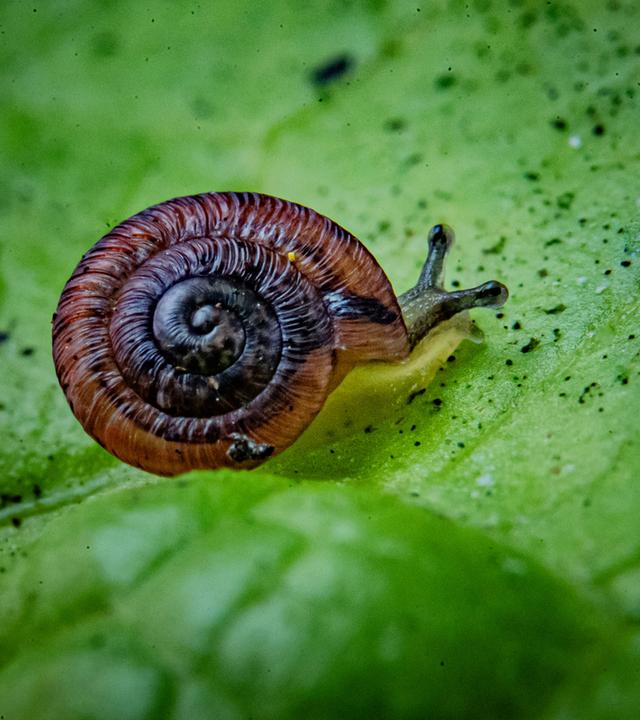 Eine Schnecke mit einem großen wohlproportionierten braunen Haus kriecht auf einem grünen Blatt.